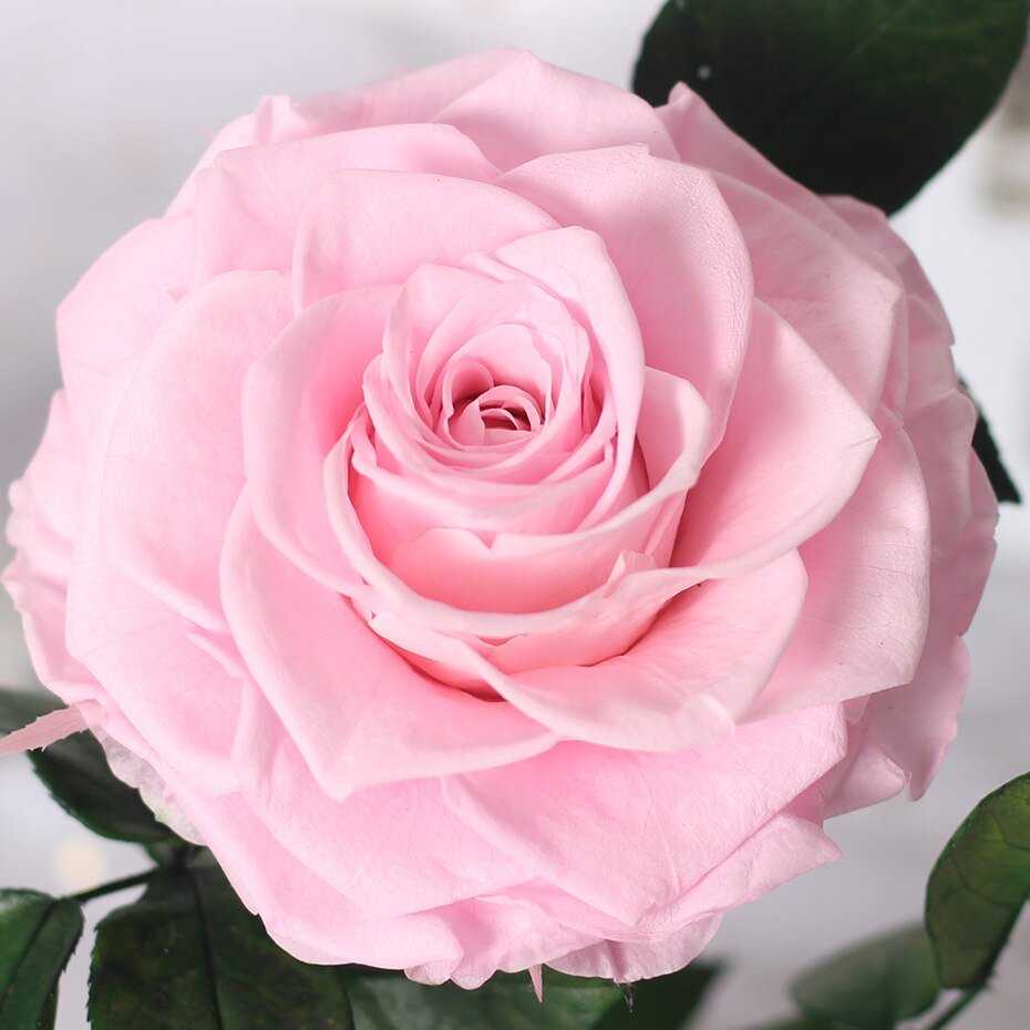 Supreme Eternal Rose (Choice of color) - Eternal Rose Store